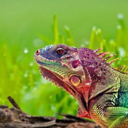 Colorful Lizard Wallpapers 15386