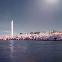 Cherry blossoms near Washington Monument wallpapers