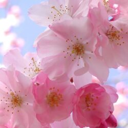 Colors image Beautiful Pink Cherry Blossom Wallpapers HD wallpapers