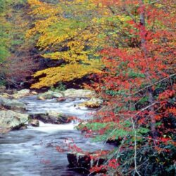 Great Smoky Mountains National Park has regrown