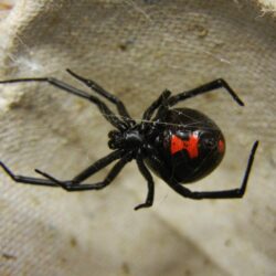There Is A Reason They Are Called Black Widows