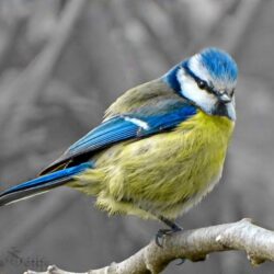 Blue, white, and yellow Finch HD wallpapers