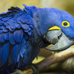 21 Hyacinth Macaw HD Wallpapers