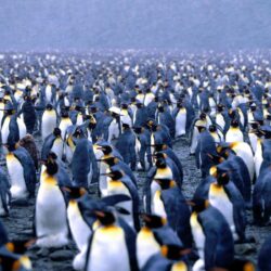 220 Penguin HD Wallpapers