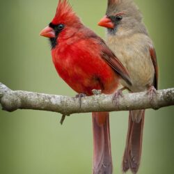 female cardinals birds pictures