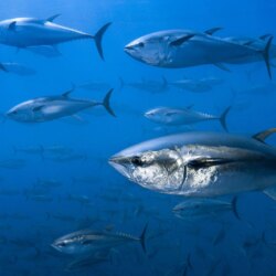 6 Tuna HD Wallpapers