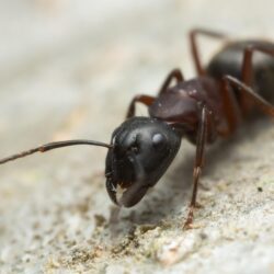 How Ants Get a Taste for the Trail