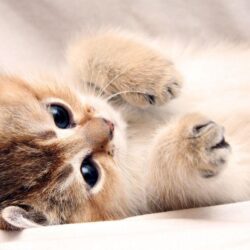 Wallpapers For > Kitten White Backgrounds Wallpapers