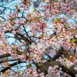 Cherry Blossom Seoul HD desktop wallpapers : Widescreen : High