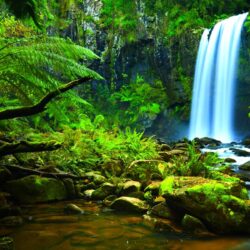 Amazon Rainforest HD Backgrounds Desktop Wallpapers