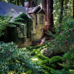 Wallpapers California USA Redwood National Park Nature Parks Trunk