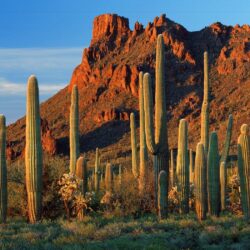 px Saguaro Cactus
