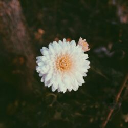 Free stock photo of beautiful flowers, vsco