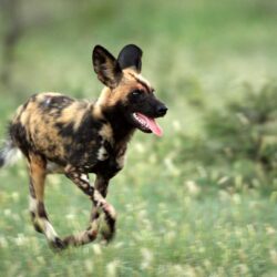 Free download African Wild Dog Pictures Diet Breeding Life