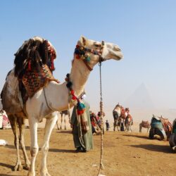 Camel for Riding in Egypt Country HD Animal Wallpapers