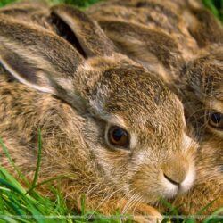 A Pair of Hares Wallpapers