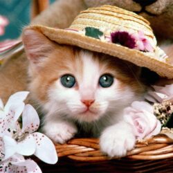 Kitten Wallpapers