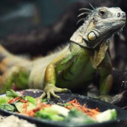 green, reptiles, iguana :: Wallpapers