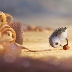 Hungry Baby Sandpiper In Piper 2016 Wallpapers
