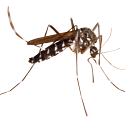 Mosquito image free download