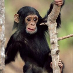 Chimpanzee Babies Wallpapers