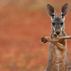 A red kangaroo in the Sturt Stony Desert, Australia