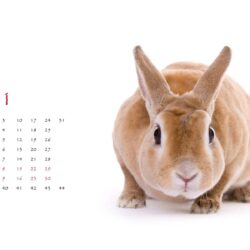 Calendar Year of the Rabbit 15115