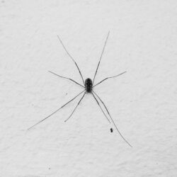 Free stock photo of animal, anxiety spider, arachnid