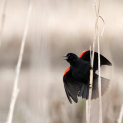 Red and black bird, red