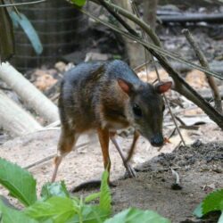 Chevrotains and Mouse