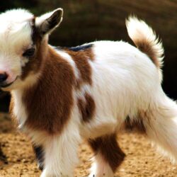 74 Goat HD Wallpapers