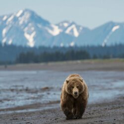 Grizzly Bear, North American Brown Bear Wallpapers