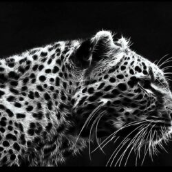 77+ Black Leopard Wallpapers