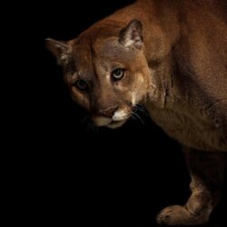 big, Cats, Pumas, Animals, Cougar Wallpapers HD / Desktop