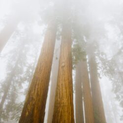 Nature: Foggy Sequoias, Sequoia National Park, California, desktop