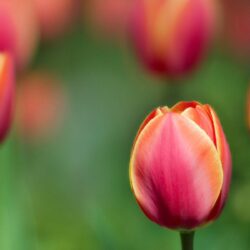 tulip wallpapers backgrounds