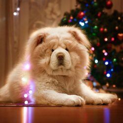Image Chow Chow Dogs Christmas White Animals
