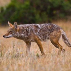 My Backgrounds Blog: coyote wallpapers