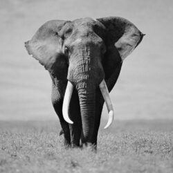 Animals For > Elephant Wallpapers Black And White