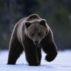 Grizzly Bear Running in the Snow Free Stock Photo and Wallpapers