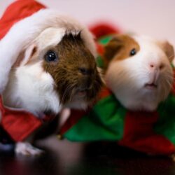 Guinea Pig Wallpapers Image Photos Pictures Backgrounds