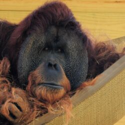 Hammock Wall Wool Orangutan Straw