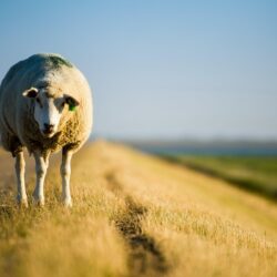 Sheep Wallpapers, Image, Photos, Pictures & Pics