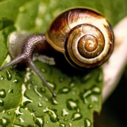 Snail Wallpapers 18