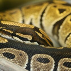 Best 41+ Ball Python Wallpapers on HipWallpapers
