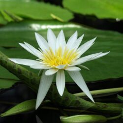 Flowers For > White Lotus Flower Wallpapers
