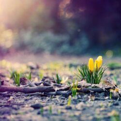 Spring Photography Wallpapers HD Wallpapers