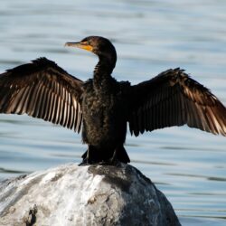 Cormorant Wallpapers HD for Android