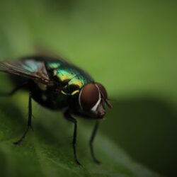 photography fly macro green bug insect blurred wallpapers and
