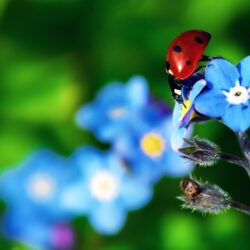 Ladybird Beetle ❤ 4K HD Desktop Wallpapers for 4K Ultra HD TV • Wide